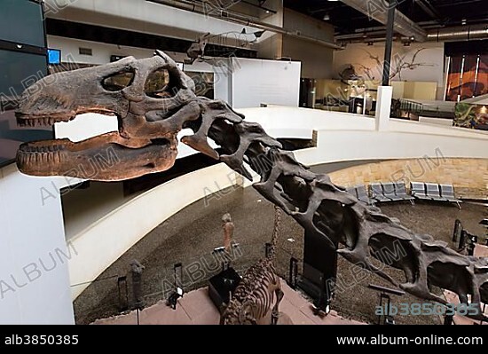 Skeleton of a dinosaur, Sirindhorn Dinosaur Museum, Non Buri, Sahatsakhan district, Kalasin province, Isan, Thailand, Asia.