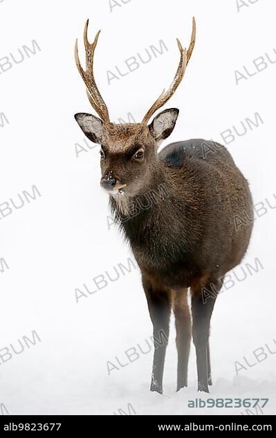 Sika Deer; Spotted Deer or Japanese Deer (Cervus nippon nippon); male in winter; native to Japan; North Rhine-Westphalia; Germany; Europe.