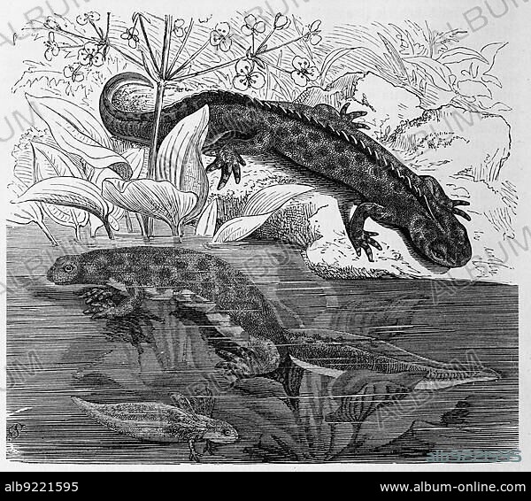 Reptiles, Northern crested newt (Triturus cristatus) - in German it is usually simply called Kammmolch - is a species of amphibian from the order of caudate amphibians, Historical, digitally restored reproduction from a 19th century original.