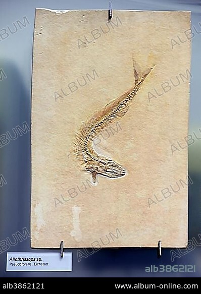 Fossil of Allothrissops spec.(Allothrissops spec.), Naturkundemuseum, Natural history museum, Berlin, Germany, Europe.