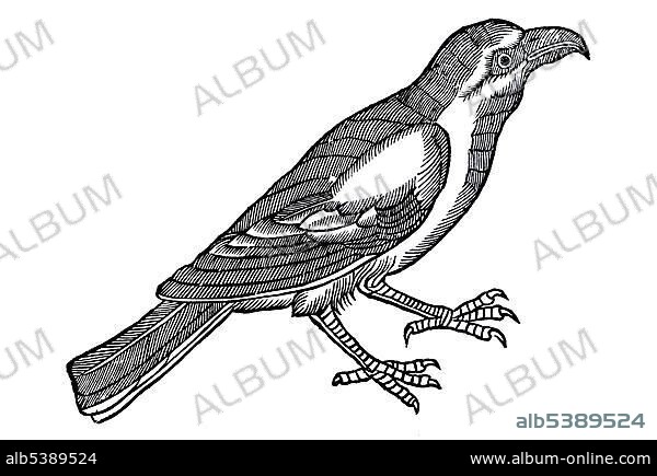 Woodcut, Shrike (Linorium genus maius), Conrad Gesner, Historia Animalium, 1551, Renaissance.
