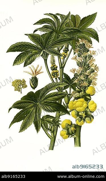 Castor bean, castor oil plant (Ricinus communis), Castor-Oil Plant, castor oil plant, castor, historical, digial restored reproduction of a 19th century original.