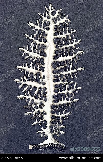 Historic illustration, tablet 5, title Calcispongiae, Calcareous Sponges, name Ascandra, R2/2 Ascandra sertularia, Ernst Haeckel, Artforms of Nature.