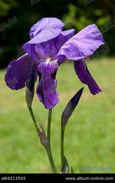 Iris (Irideae) Flowering in an English Garden.