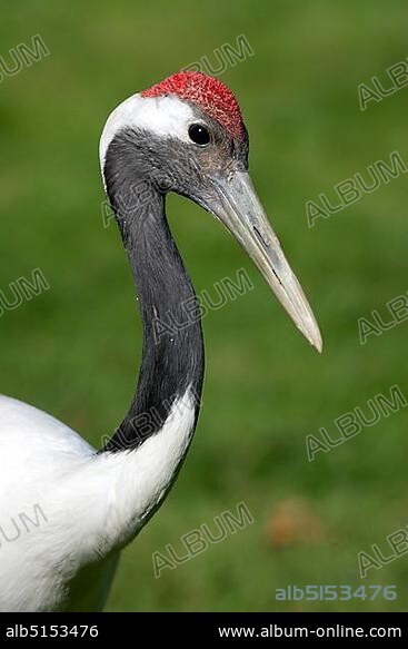 Red-crowned Crane or Japanese Crane or Manchurian Crane (Grus japonensis), adult, portrait, native to Japan.