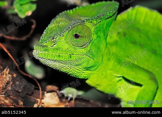 Crested or Fringed Chameleon (Chamaeleo cristatus, Trioceros cristatus), portrait, species from Africa, captive, Bergkamen, North Rhine-Westphalia, Germany, Europe.