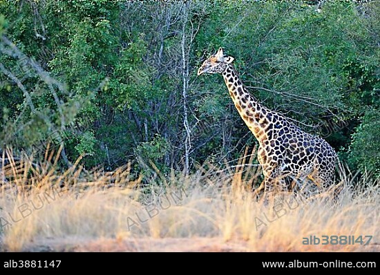 Rhodesian giraffe (Giraffa camelopardalis thornicrofti), bull in the evening light, South Luangwa National Park, Zambia, Africa.