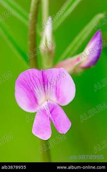 Bush Vetch (Vicia sepium), flowering, North Rhine-Westphalia, Germany, Europe.