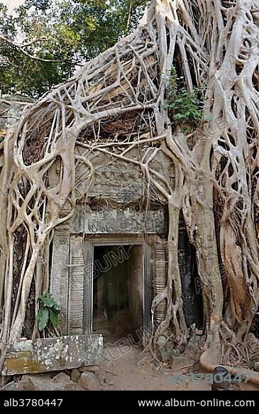 Strangler Fig or White Fig (Ficus virens) at the Ta Prohm Temple, Cambodia, Southeast Asia, Asia.