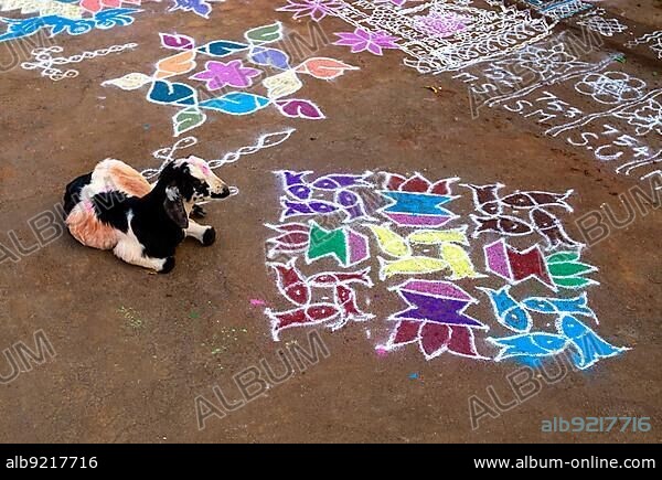 Kolam Rangoli during Pongal Festival in Tamil Nadu, South India, India, Asia.