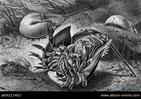 Horseshoe crab, Limulidae, also Moluccan crab, Horseshoe crab or King crab, Historic, digitally restored reproduction from a 19th century original.