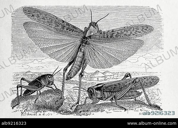 Insects, migratory locust (Locusta migratoria), Pachytylus migratory locust, and northern form Pachytylus cinerascens, Historic, digitally restored reproduction from a 19th century original.