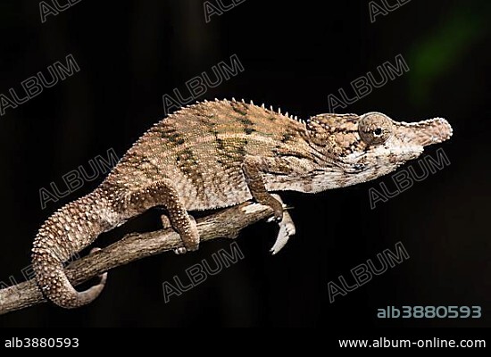 Rhino chameleon (Furcifer rhinoceratus), male, Ankarafantsika National Park, Boeny, Madagascar, Africa.
