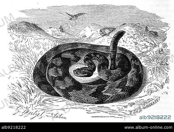 Reptiles, Texas Rattlesnake, also Western Diamondback Rattlesnake (Crotalus atrox) is a species of rattlesnake, Historic, digitally restored reproduction from a 19th century original.