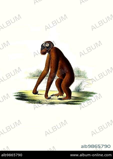 Mammals, Orangutan (Pongo pygmaeus), Simia satyrus linn, Historical, digitally restored reproduction of an original from 1860.