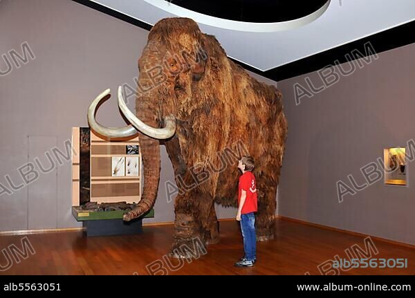 Boy, mammoth (Mammuthus), Natural History Museum of Basel, Basel, Switzerland, Europe.