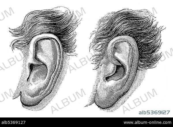 Historical drawing from the 19th Century, special shape of Wolfgang Amadeus Mozart's ear, 1756-1791, composer of the Viennese Classical period.