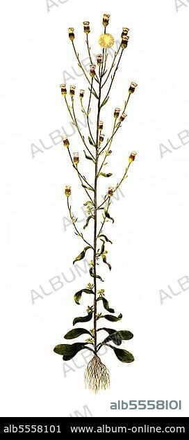Scharfes Berufkraut oder Echte Berufkraut (Erigeron acris), Heilpflanze, digital restaurierte Reproduktion einer Originalvorlage aus dem 19. Jahrhundert, genaues Originaldatum nicht bekannt.