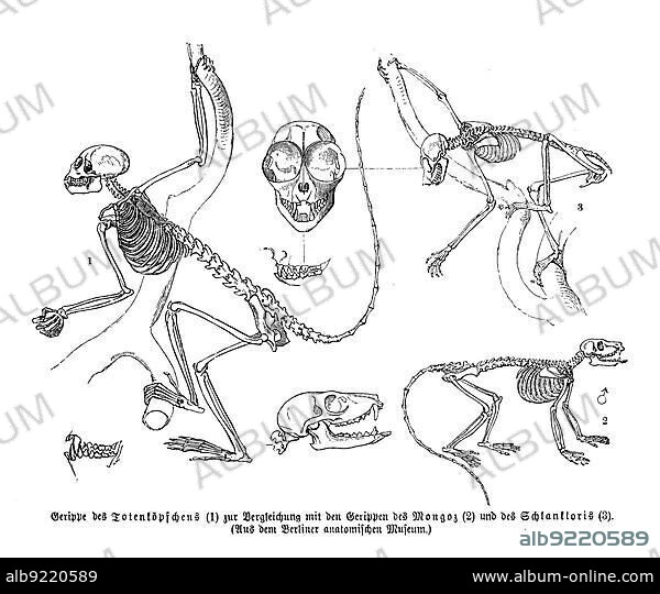 Skeleton, skeleton of the squirrel monkey, common squirrel monkey (Saimiri sciureus), digitally restored reproduction of an original from the 19th century, exact original date not known.
