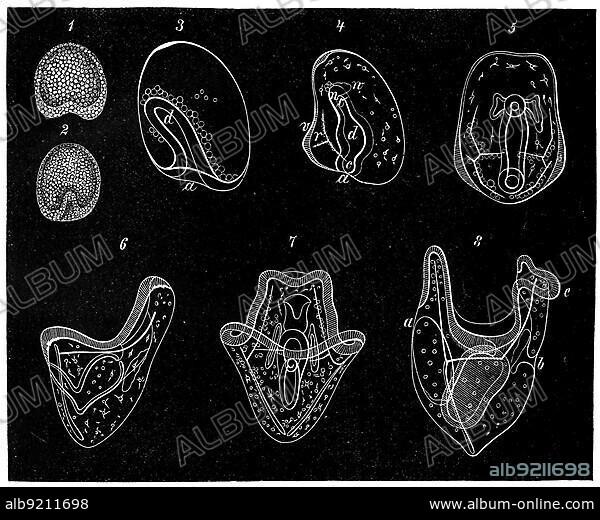 Developmental stages of the green sea urchin (Strongylocentrotus droebachiensis), Historical, digitally restored reproduction from a 19th century original.