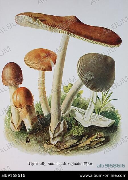 Mushroom, vaginal fungus, grey grisette (Amanita vaginata) (Amanitopsis), syn. vaginata and Vaginata plumbea, Historical, digitally restored reproduction of an illustration by Emil Doerstling (1859-1940).