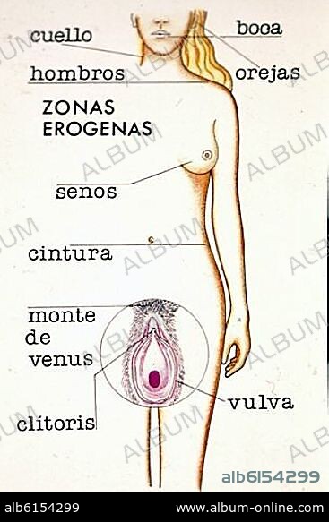 EL CUERPO HUMANO ZONAS EROGENAS FEMENINAS.