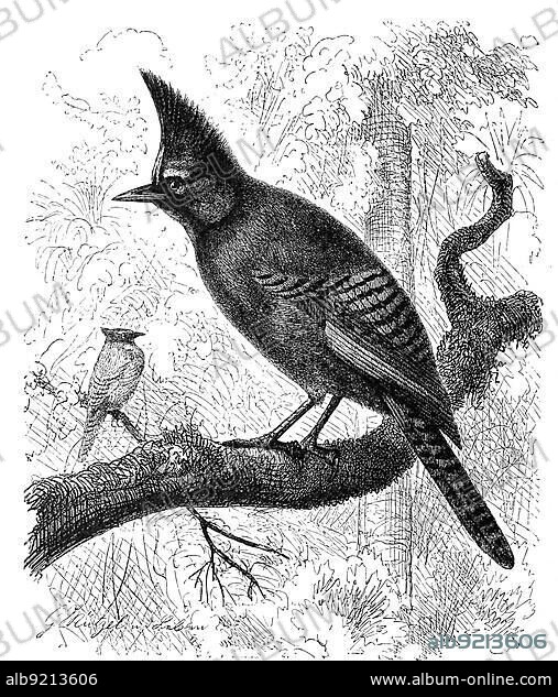 Bird, Diademed Jay is an American songbird of the corvid (Cyanocitta stelleri) family, Historic, digitally restored reproduction from a 19th century original.
