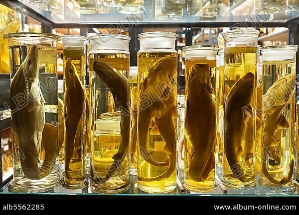 Vitrinen mit alkohol-konservierten Tierpräparaten, Exponate in der Naßsammlung, Naturkundemuseum, Museum für Naturkunde, Berlin, Deutschland.