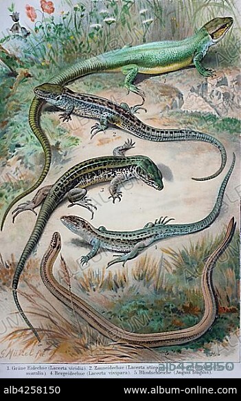 Historical image of various lizards, Lacerta viridis, Lacerta stirpium, Lacerta muralis, Lacerta vivipara, Anguis fragilis, 1880, Germany, Europe.