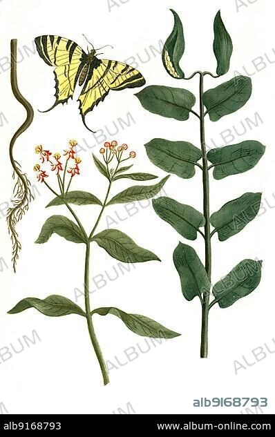 Venetian dogbane, Apocynum venetum, various subspecies, commonly known as sword-leaf dogbane, is a plant species in the dogbane family, poisonous but used as a source of fibre, medicine, and nectar for production of honey, Historic, digitally restored reproduction of a 19th century original.