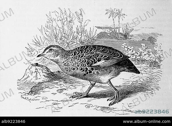 Bird, Common common buttonquail (Turnix sylvatica), a species of bird in the Common Button-Quail family, Historic, digitally restored reproduction from an 18th century original.