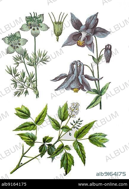 Black cumin, Nigella arvensis (top left), Common columbine, Aquilegia vulgaris (top right), Christopher's spikenard, Actaea spicata (bottom), Historic, digitally restored reproduction of a 19th century original.