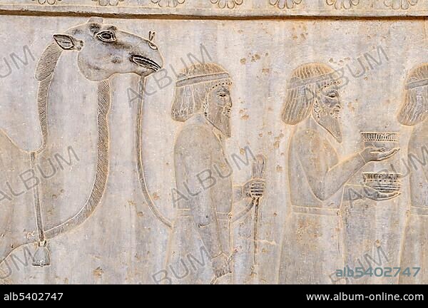 Bas-relief with camel on the Apadana Palace at the Achaemenid archeological site of Persepolis, UNESCO World Heritage Site, Persia, Iran, Asia.