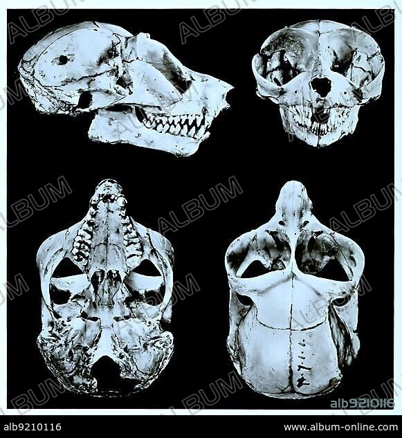 Skull bone, Research, Evolution, Research specimen, gray slender loris (Loris lydekkerianus), Primate species from the loris family, Historical, Digitally restored reproduction of a 19th century original, exact original date not known.