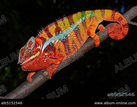 Panther chameleon (Furcifer pardalis), local form Ambilobe, West Madagascar.
