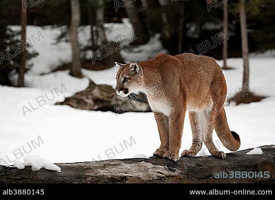 Cougar or Puma (Puma concolor, Felis concolor), adult, searching for food in the snow, Montana, USA, North America.