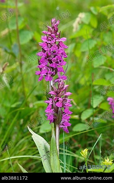 Marsh Orchid (Dactylorhiza majalis), Allgäu, Bavaria, Germany, Europe.