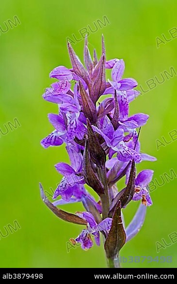 Broad-leaved Marsh Orchid (Dactylorhiza majalis), North Rhine-Westphalia, Germany, Europe.