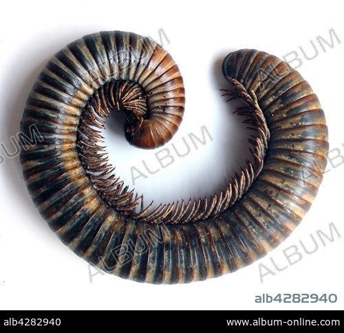 Archispirostreptus gigas, African Giant Black Millipede, one of the largest millipedes. Africa. Dated 1855.