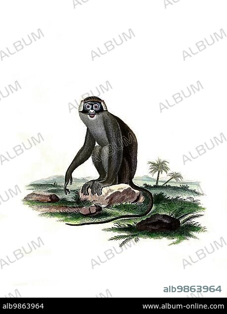 Mammals, Simia afcanius, red-tailed monkey (Cercopithecus ascanius), a primate species of the genus guenons, Historic, digitally restored reproduction of an original from 1860.