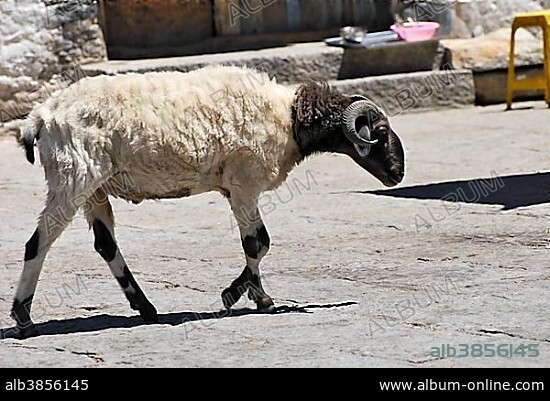 Ram, Drepung monastery near Lhasa, Tibet, Asia.