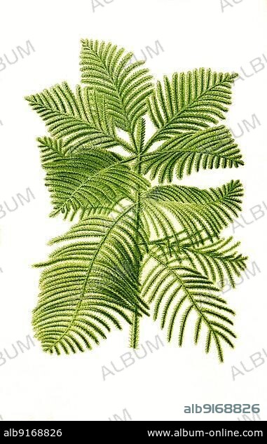 Araucaria excelsa, Norfolk-Island Pine, star pine, Polynesian pine, triangle tree or living Christmas tree, Norfolk fir, historical, digially restored reproduction of a 19th century original.