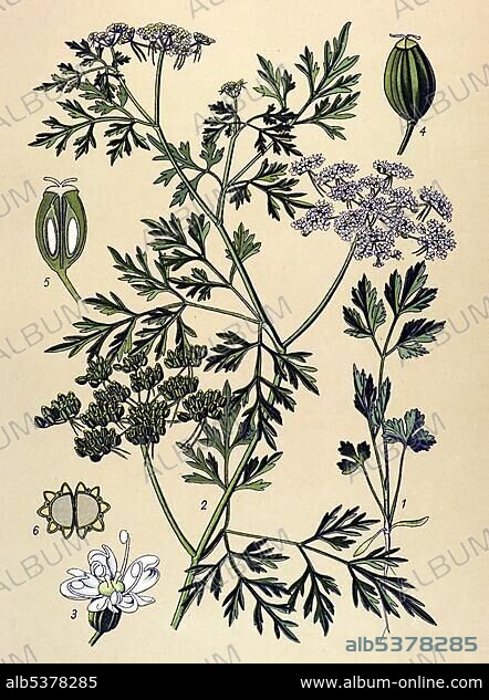 Historical illustration, Fool's Parsley (Aethusa cynapium), poisonous plant.