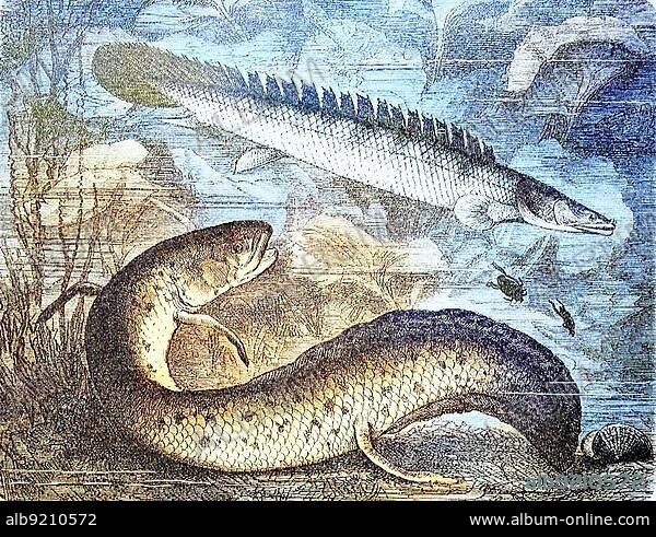 African west african lungfish (Protopterus annectens), c. 1890, Historic, digital reproduction of an original from the 19th century.