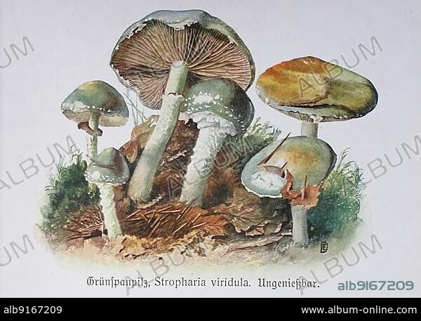 Mushroom, Grünspan-Träuschling (Stropharia aeruginosa), verdigris mushroom, Stropharia viridula, Historical, digitally restored reproduction of an illustration by Emil Doerstling (1859-1940).
