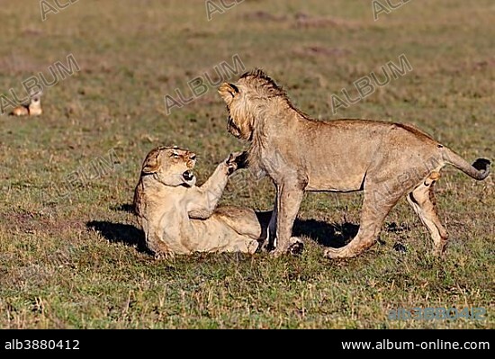 Lion and lioness fighting (Panthera leo) fighting, Masai Mara National Reserve, Kenya, East Africa, Africa, PublicGround, Africa.