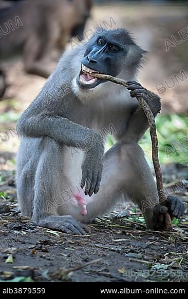 Drill (Mandrillus leucophaeus), captive, Primate Sanctuary, Limbe, Southwest Region, Cameroon, Africa.