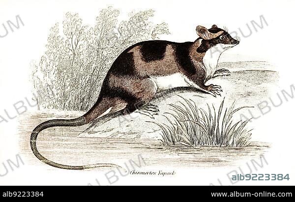 Water (marsupialia) opossum or yapok, syn. Chironectes (Chironectes minimus) yapock, Historical, digitally restored reproduction from a 19th century original, The natural history of or pouched animals, G.R. Waterhouse, 1841.