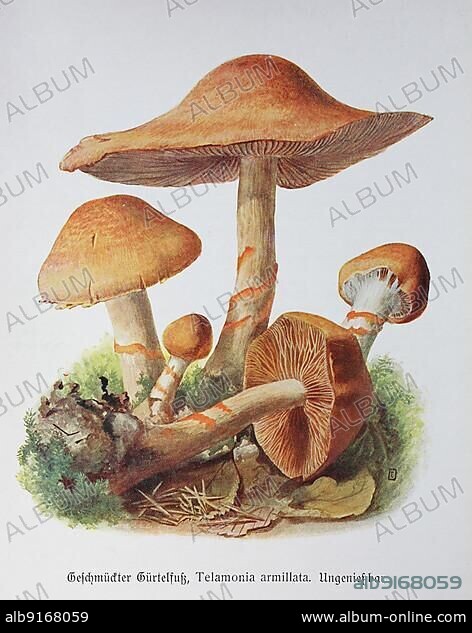 Mushroom, Decorated girdle foot, Telamonia armillata, Cortinarius armillatus, Historical, digitally restored reproduction of an illustration by Emil Doerstling (1859-1940).