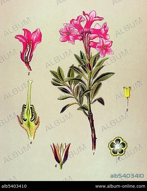 Historical illustration, Rhododendron hirsutum (Rhododendron hirsutum), poisonous plant.